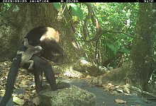Kapuzineraffenmännchen tragen kleine Brüllaffenbabys - Brendan Barrett/Max-Planck-Institut für Verhaltensbiologie/dpa