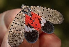 Gepunktete Laternentr&auml;gerzikade - Andy Lavalley/Post-Tribune/Chicago Tribune via ZUMA Press/dpa