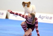 Meisterschaft im Dog Dancing auf Messe «Hund & Pferd» - Bernd Thissen/dpa