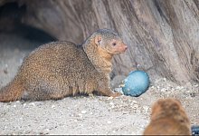 Ostereiersuche im Zoo Gelsenkirchen - Benjamin Westhoff/dpa