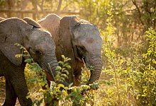 Elefanten-Waisen finden neue Heimat - Foto: Lesanne Dunlop/IFAW/dpa