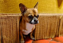 Hund versteckt sich an Silvester unter einem Sessel - Daniel Maurer/dpa-tmn