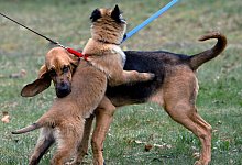 Hunde - Foto: Franz-Peter Tschauner/dpa