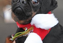 Weihnachten f&uuml;r Hunde - Foto: Uli Deck/dpa