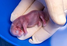 Nashorn-Embryo - Jon A. Juarez/Conservation and Research Fund e.V./dpa