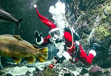 Bescherung f&uuml;r Fische - Frank Molter/dpa