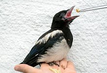 Eine junge Elster - Foto: Horst Ossinger