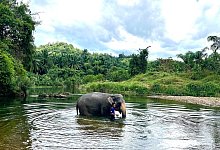 Elefantencamps in Thailand - Carola Frentzen/dpa