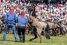 Wildpferdefang in D&uuml;lmen - Christoph Reichwein/dpa