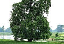 Flatter-Ulme ist Baum des Jahres 2019 - Foto: Roloff