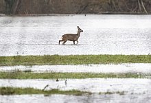 Reh im Hochwasser - Boris Roessler/dpa