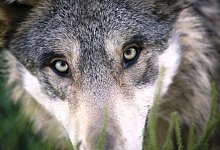 W&ouml;lfe - Symbolbild: Pixabay