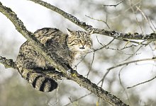 Wildkatze2 - Foto: epd