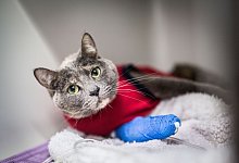 Katze liegt nach einer Operation in einer Tierarztpraxis - Frank Rumpenhorst/dpa-tmn