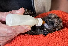 Kleiner Igel wird mit Flasche gef&uuml;ttert - Foto: Daniel Bockwoldt/dpa