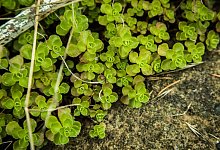 Kaukasus-Glanzfetthenne - Christin Klose/dpa-tmn