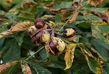 Sch&auml;dlingsbefall bei Kastanien - Foto: Marijan Murat/dpa