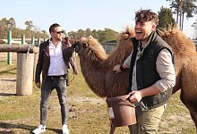 Frank Muschiol (l.) und Markus K&ouml;chling mit einem Trampeltier. Das hat noch sein Winterfell. - Sigurd Gringel