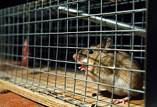 Hausmaus - Wolfgang Langenstrassen/dpa