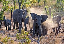 Tiersch&uuml;tzer siedeln 250 Elefanten innerhalb von Malawi um - Foto: Trevor Samson/dpa