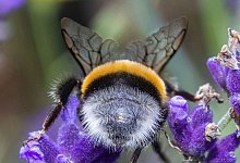 Am Freitag startet die zweite Runde der diesjährigen bundesweiten Mitmachaktion «Insektensommer» des Naturschutzbunds Deutschland (Nabu) - Jens Büttner/dpa-Zentralbild/dpa