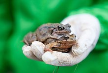 Fr&ouml;sche - Nicolas Armer/dpa