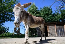 Ein Esel l&auml;uft auf dem Eselhof Nechern in der Oberlausitz &uuml;ber den Bauernhof. - Robert Michael/dpa