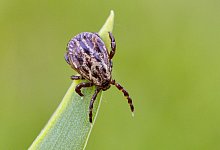 Vor Zecken sch&uuml;tzen - Patrick Pleul/dpa-Zentralbild/dpa-tmn