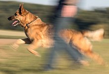 Blick auf einen Sch&auml;ferhund-Mischling - Foto: Boris Roessler