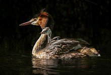 P?teketeke - Peter Foulds/Royal Forest and Bird Protection Society/AP/dpa