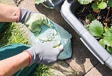 Schneckengift auslegen - Foto: Christin Klose/dpa-tmn