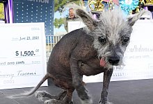 &laquo;H&auml;sslichsten Hund der Welt&raquo; - Barbara Munker/dpa