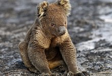 Stress l&auml;sst Koala-Zahlen dramatisch sinken - Foto: David Mariuz/AAP/dpa