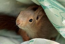 Tierrettung - 1 - Feuerwehr Lage