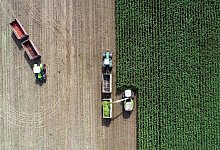 Mais f&uuml;r Biogasanlage - Foto: Patrick Pleul/dpa-Zentralbild/dpa