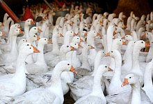 G&auml;nse - Foto: Roland Weihrauch/dpa