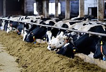 K&uuml;he bedienen sich am Heu-B&uuml;ffet in ihrem Stall im brandenburgischen Herzberg/Ot Z&uuml;llsdorf. Wegen des Ukraine-Kriegs sind die Kosten f&uuml;r Futter, Energie und D&uuml;nger extrem gestiegen. - Soeren Stache/dpa-Zentralbild/dpa