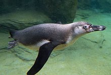 Humboldt-Pinguin - Boris Roessler/dpa