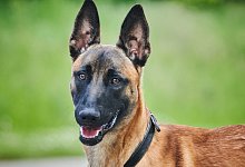 Tierheim Berlin - Foto: Annette Riedl/dpa