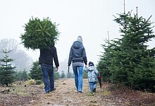 Kleine Familie transportiert Tannenbaum - Christin Klose/dpa-tmn