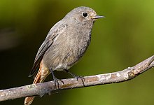 Gartenvogel - Foto: Patrick Pleul