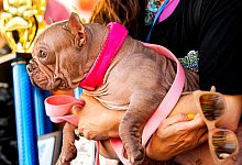 Wettbewerb für hässliche Hunde - Noah Berger/AP/dpa
