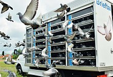 brieftauben-lkw - Verband Deutscher Brieftauben