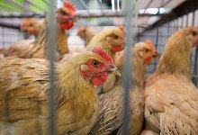 Vogelgrippe - Foto: Alex Hofford/EPA/dpa