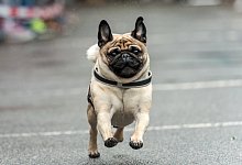 Winnender Wonnetag - Mopsrennen - Foto: Daniel Maurer