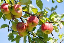 Stadt Bonn verschenkt Obstbäume - Sebastian Gollnow/dpa