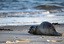 Seehund - Federico Gambarini/dpa