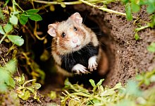 Feldhamster - Uwe Anspach/dpa