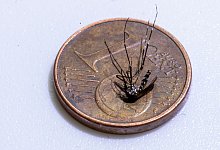 Lokale Infektion mit Chikungunya-Virus im Elsass entdeckt - Helmut Fricke/epa Scanpix Sweden/dpa