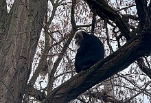 Vermisster Bartaffe zur&uuml;ck im Zoo Leipzig - Zoo Leipzig/dpa